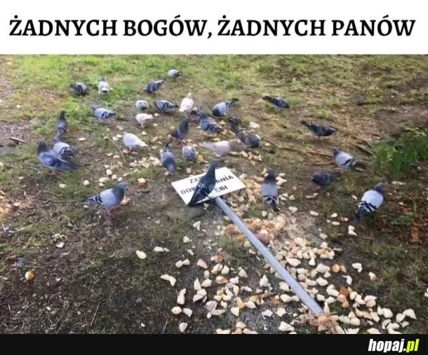 Anarchia. Ale chleba ptakom nie dajemy!