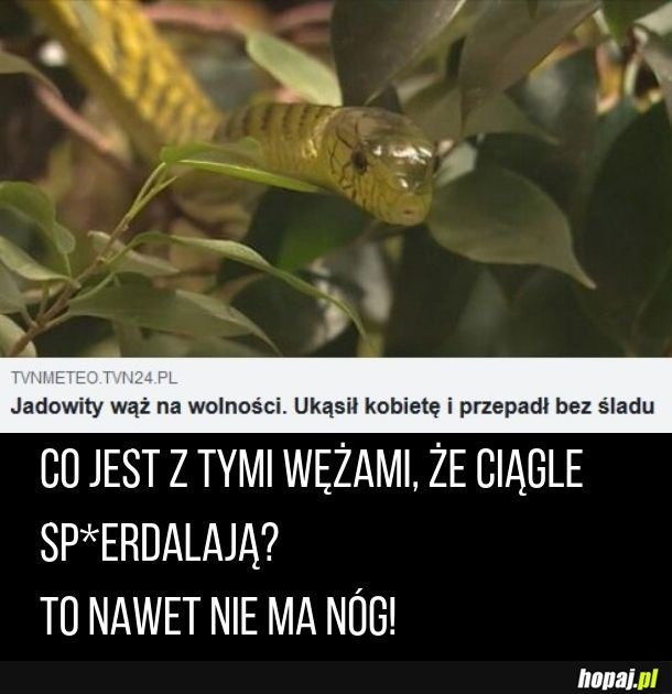 Kolejny wąż wybrał wolność