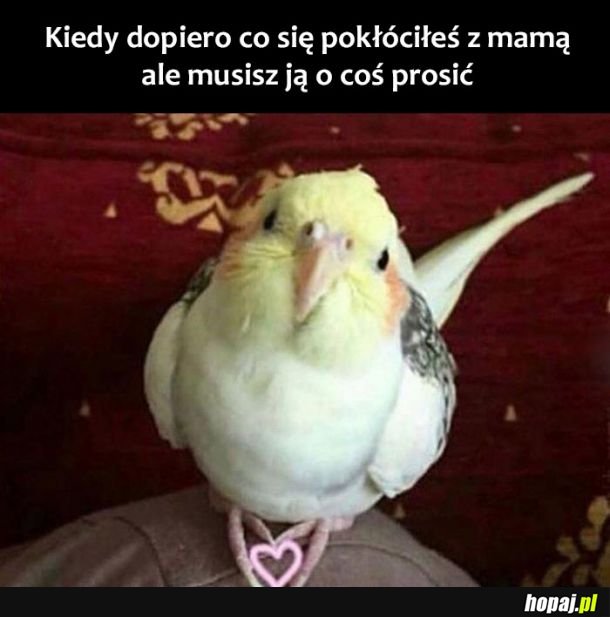 Kochana mamo 