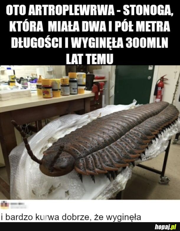 Nietypowe znaleziska internautów