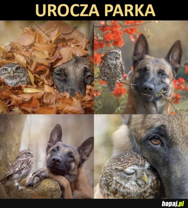 Słodziaki