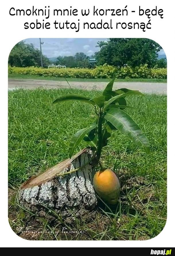Uparte mango