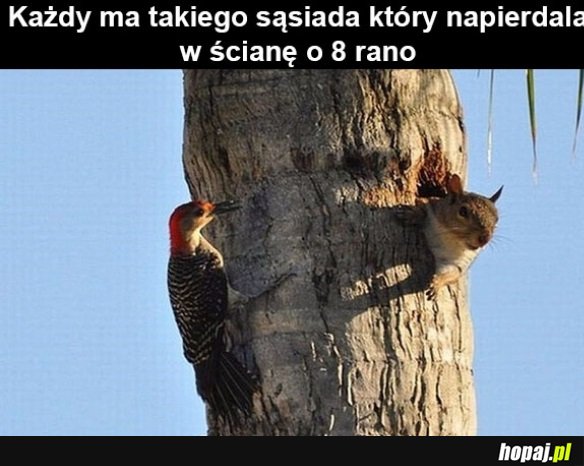 Sąsiad
