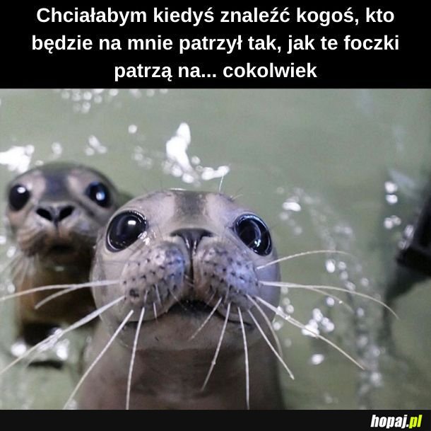 Kocham Cię, wodny piesku!