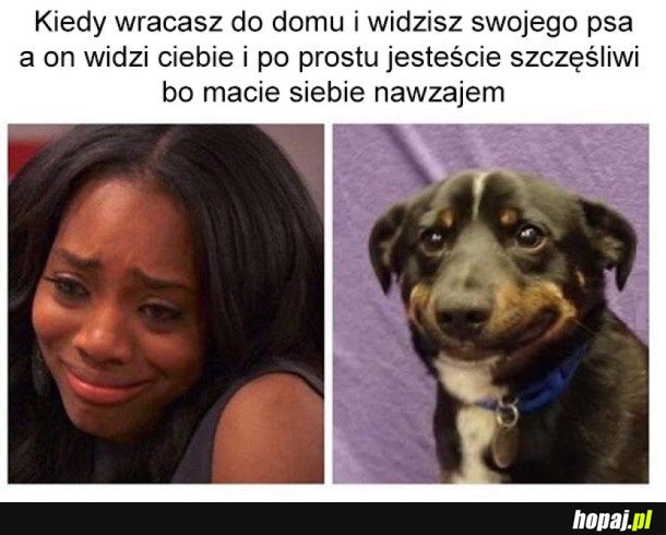 NAJLEPSZY PRZYJACIEL CZŁOWIEKA