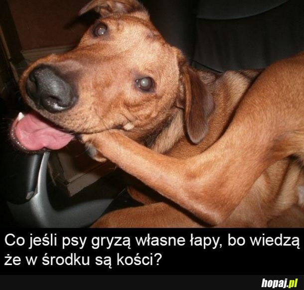 Kosteczki