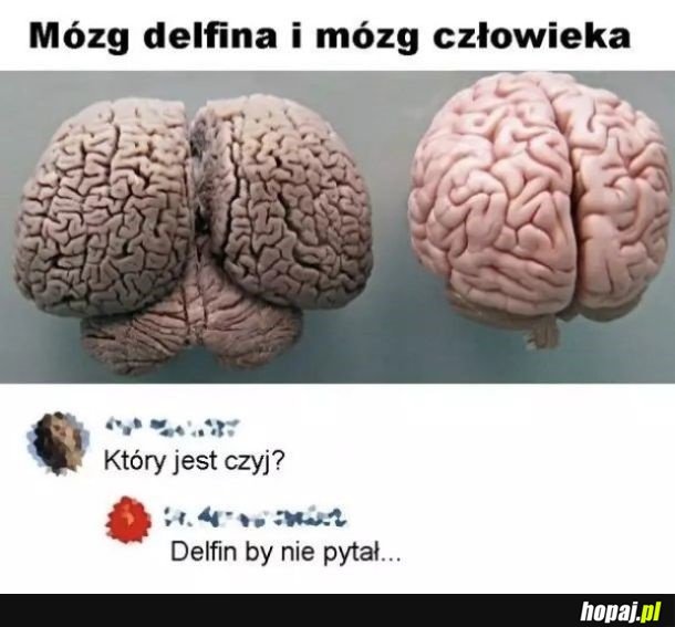 Który czyj