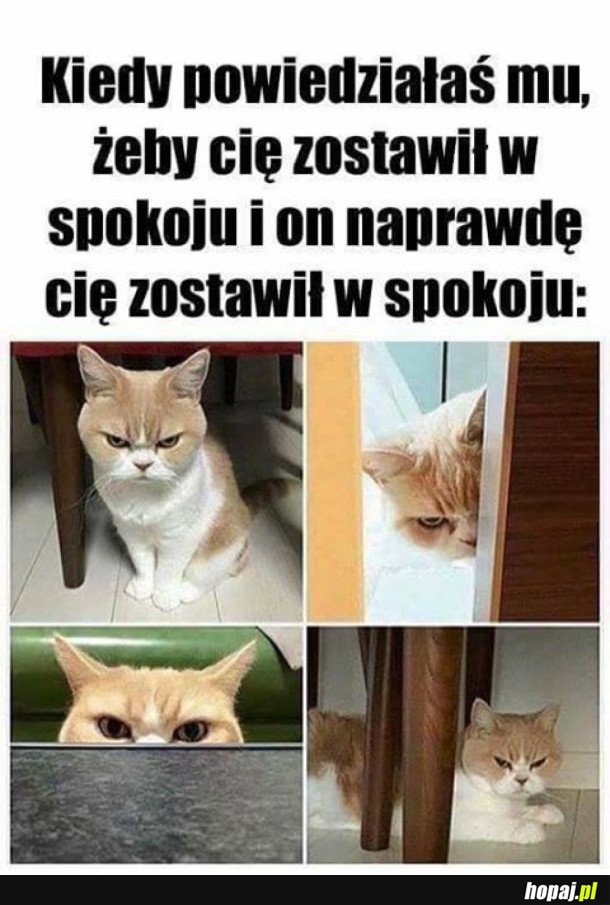 LASKI TAKIE SĄ