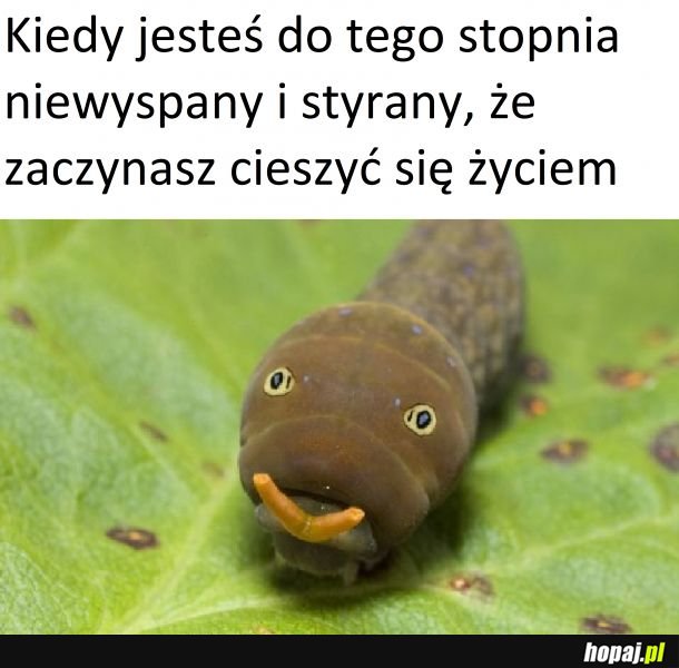 Brak trzeźwego myślenie to tak trochę szczęście