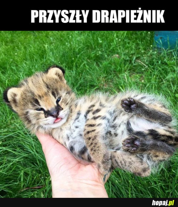 MŁODY JAGUAR