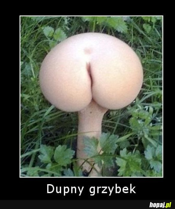 Dupny grzybek