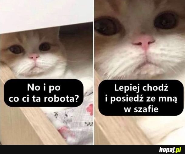 Dobra propozycja