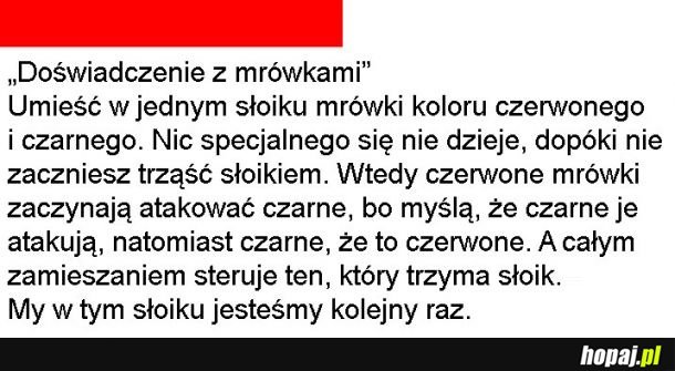 Mrówki w słoiku