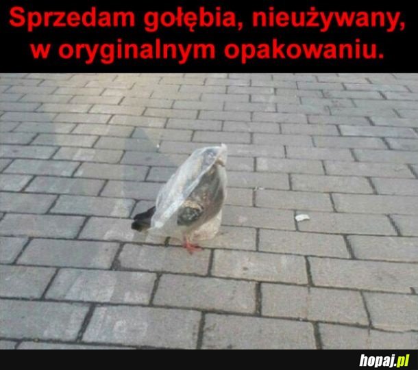 Nowy gołąb xD