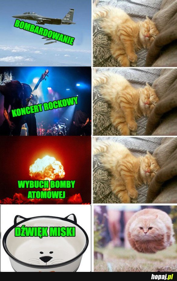 KOTY TAKIE SĄ