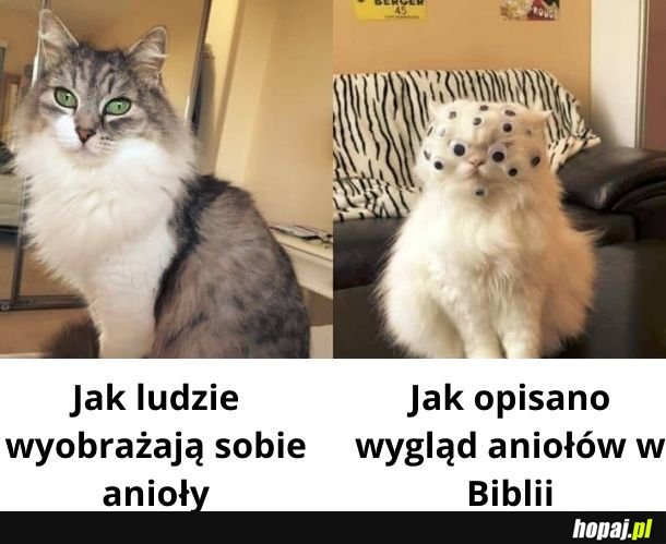 Aniołek