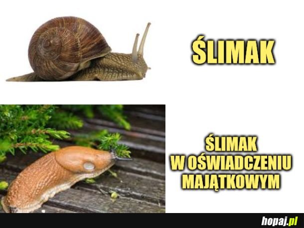 Ślimak. 