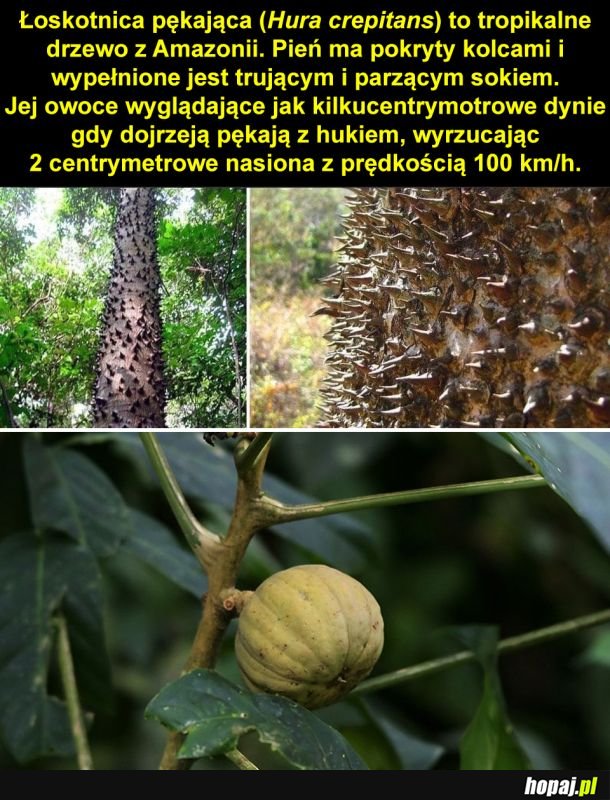Miłe drzewko