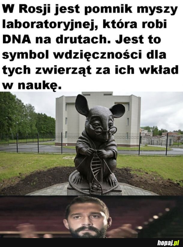 Hołd dla myszek