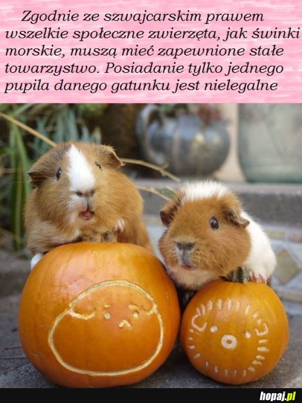 Nawet słodkie :D