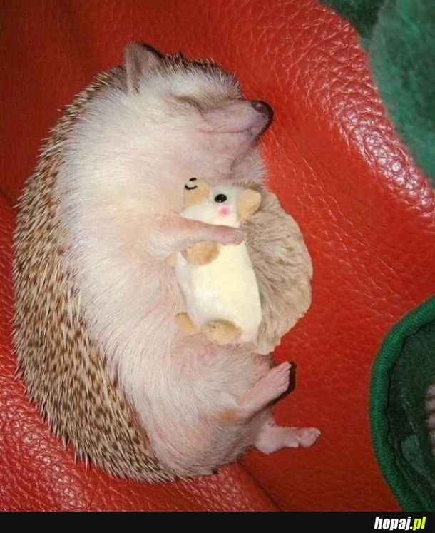 Zwierzaczkowa słodycz na dziś.