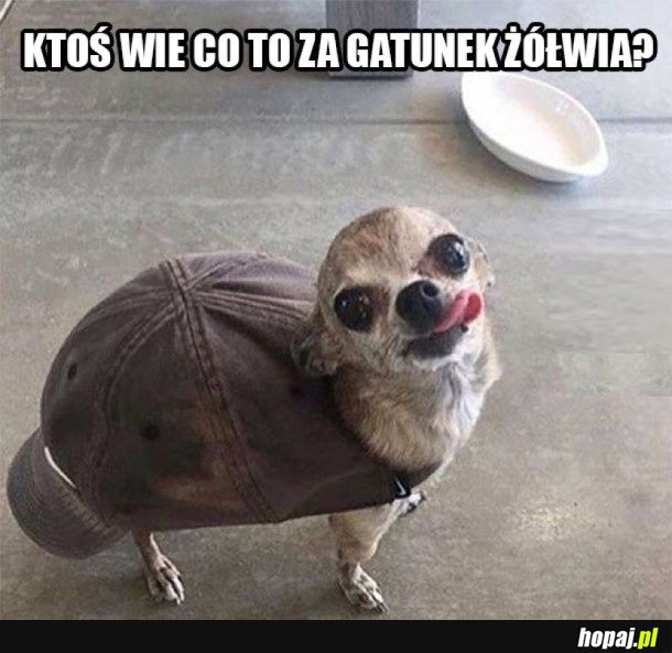 DZIWNY ZÓŁW