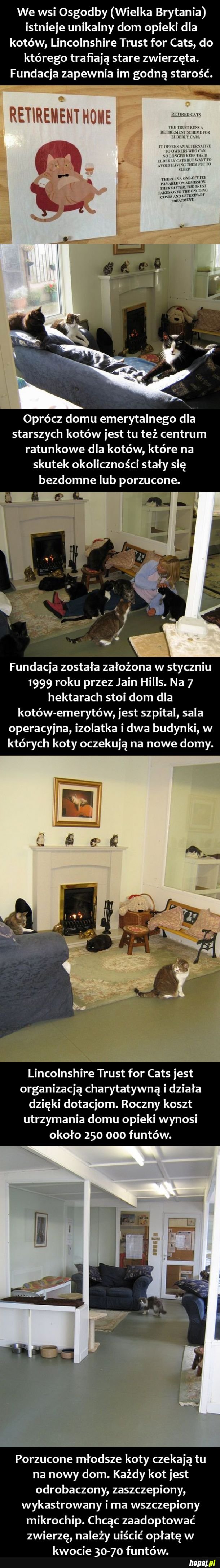 Dom opieki dla kotów