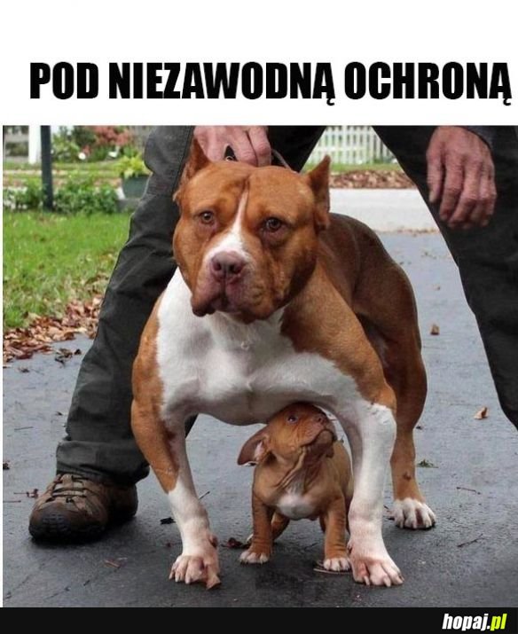 Pod ochroną