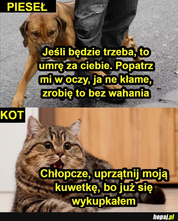 Różnica między piesełem a kotełem