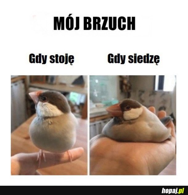 MÓJ BRZUCH