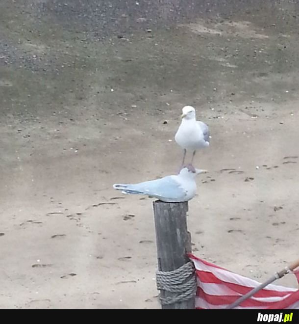 Zwierzęta, którym nie będziesz mówić, jak mają żyć.