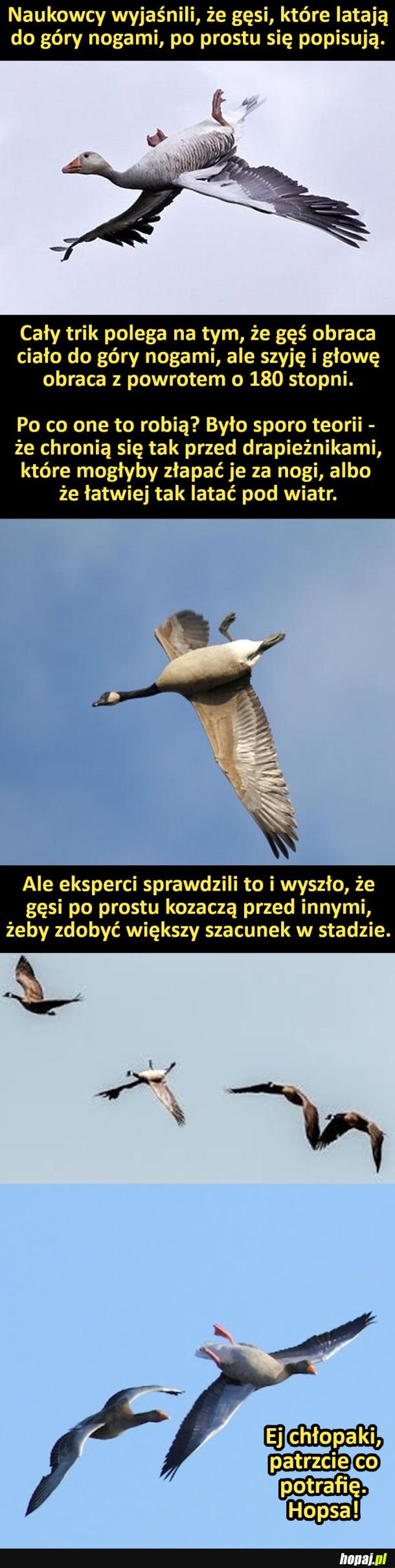 Popisujące się gęsi