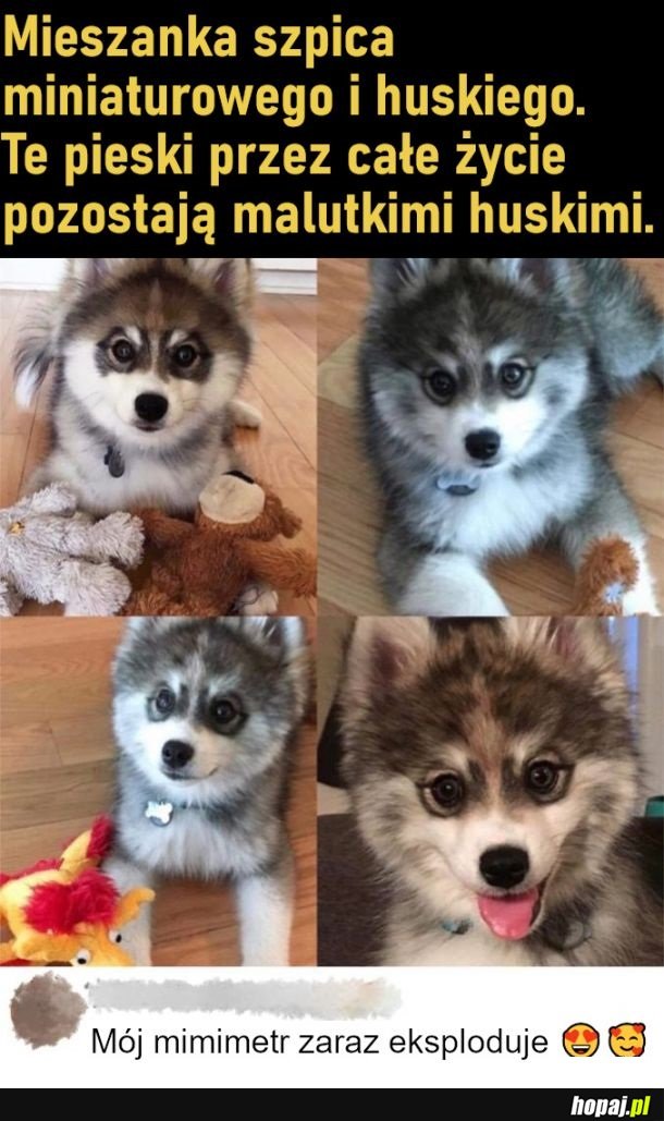 Malutki husky