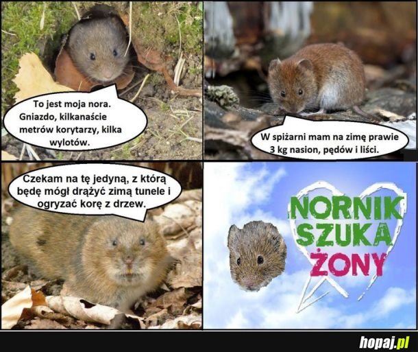 Nornik
