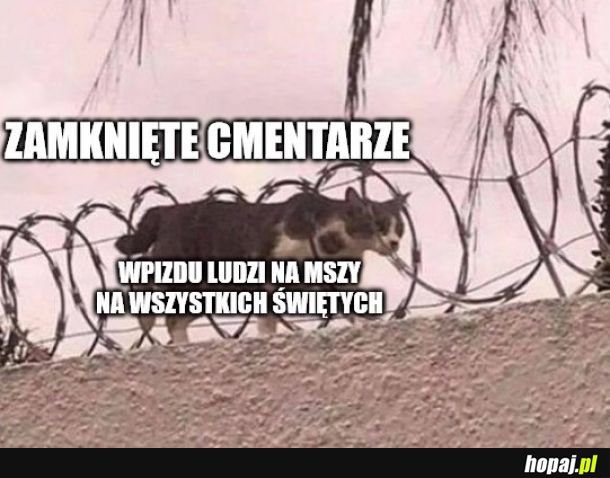 Świetny pomysł!