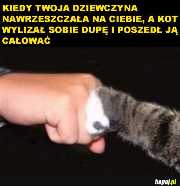 Spisek z kotem