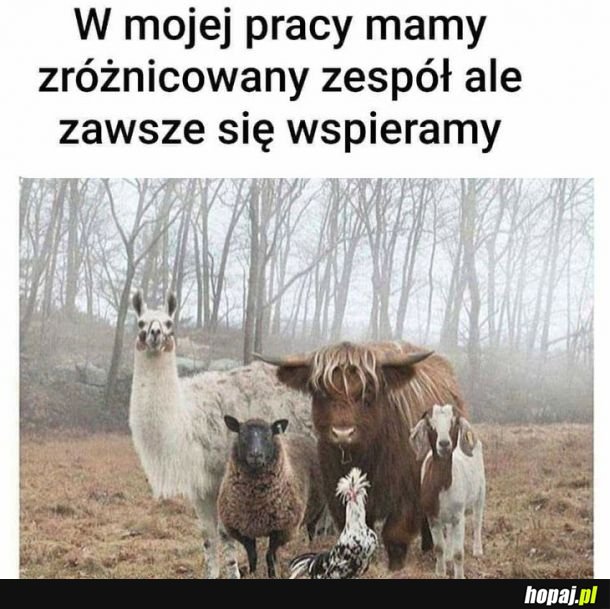 Zróżnicowany zespół