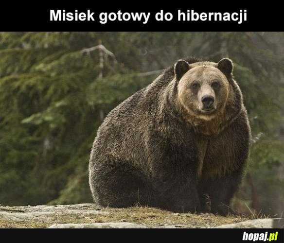 Miś przed zimą