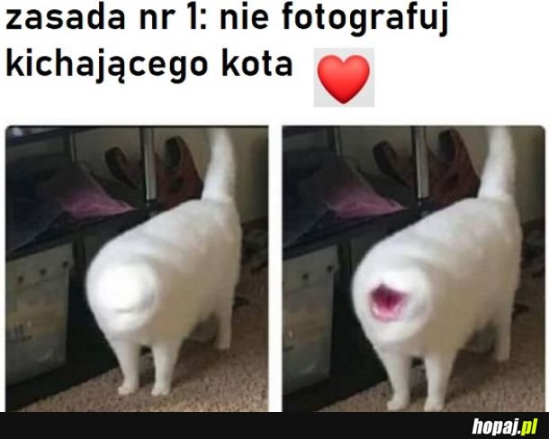 A psik miau