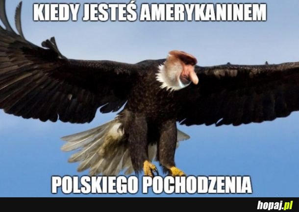 Amerykanin polskiego pochodzenia