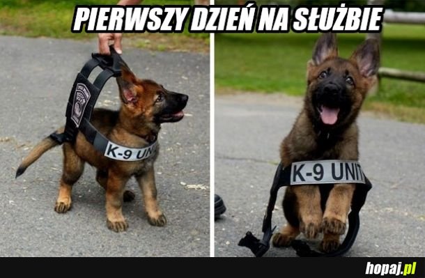 K 9 najsłodszy policjant