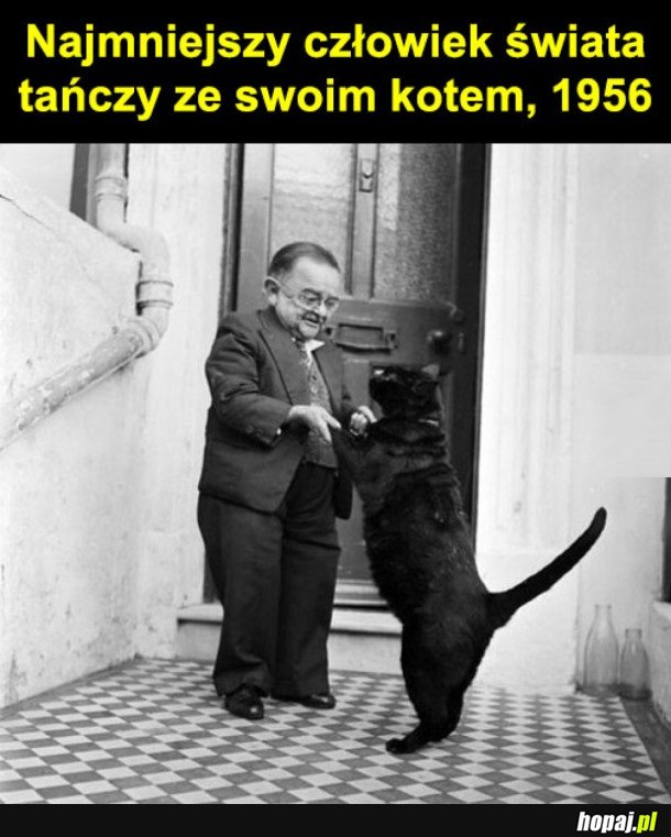 ALBO NAJWIĘKSZY KOT ŚWIATA