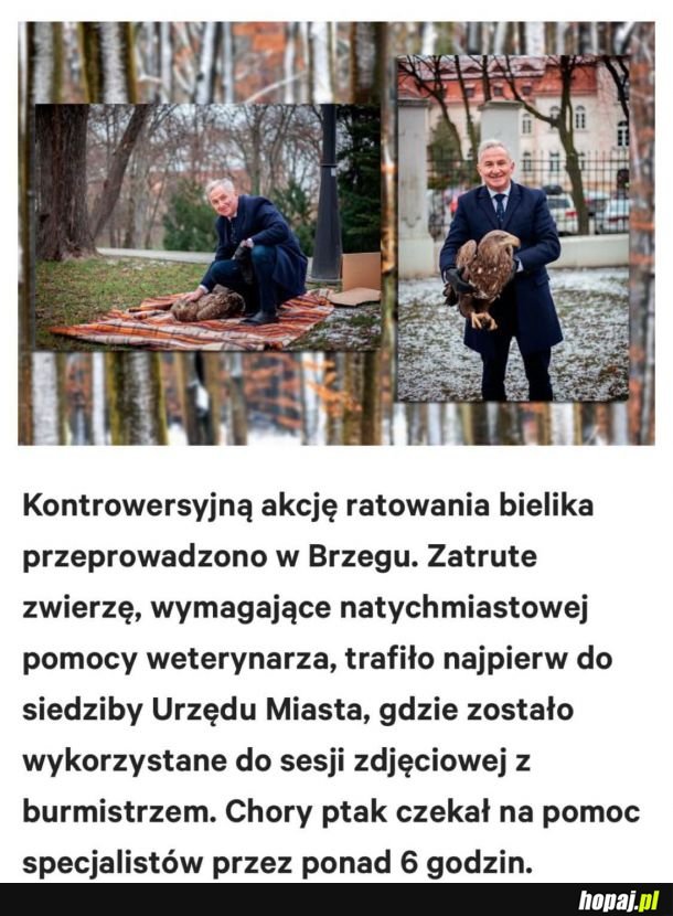 Biedny Bielik