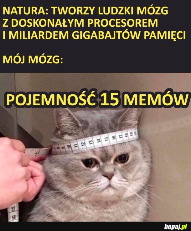 Mózg