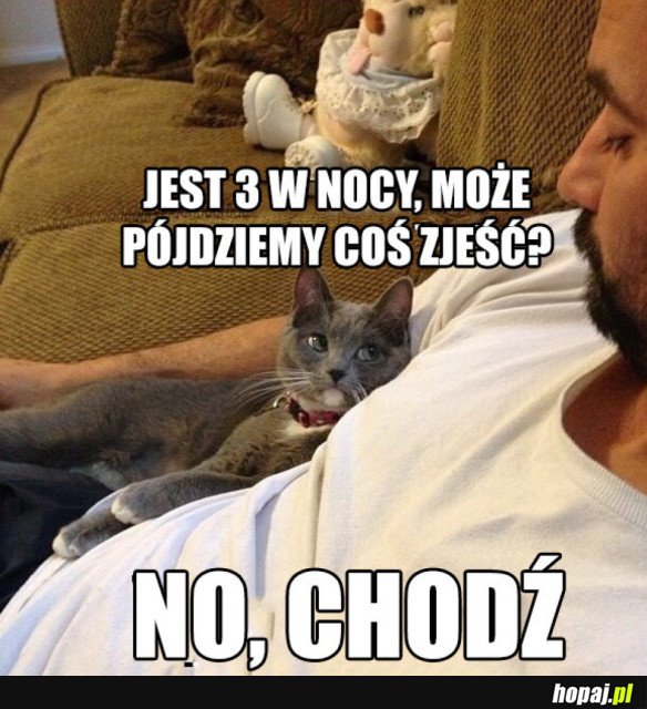 ROZMOWA Z KOTEM