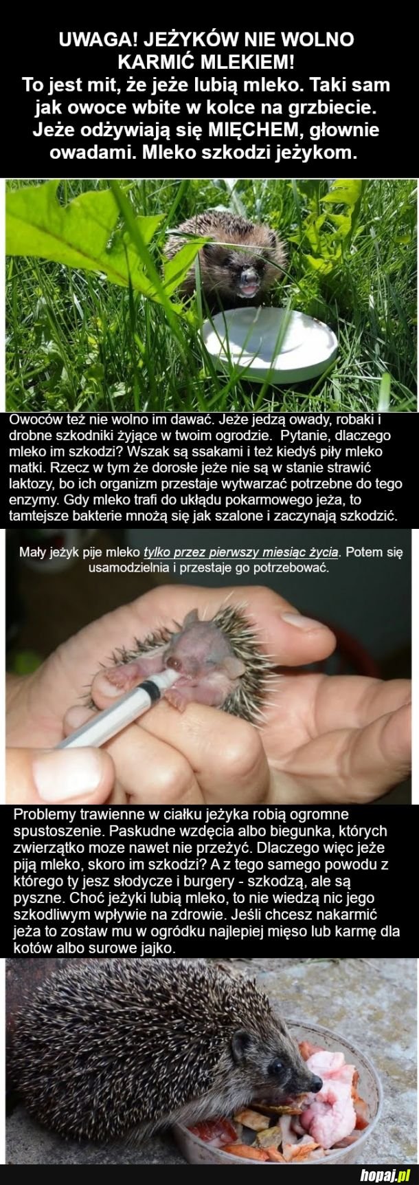 Dziś będzie o jeżach