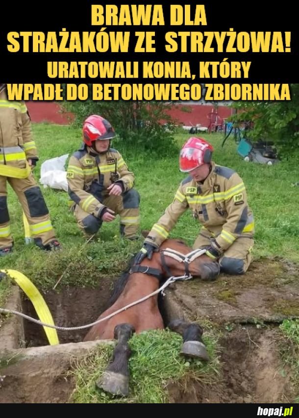 Tak, wiem. Koń zwalony. 