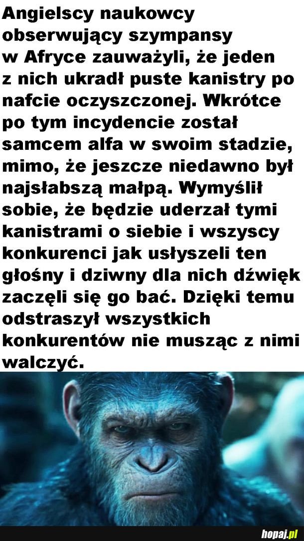 Cwany szympans