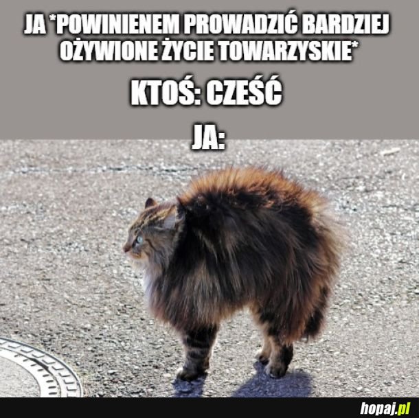 Towarzyski