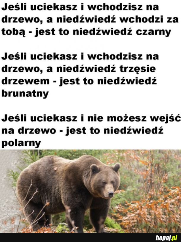 A jeśli niedźwiedź spada ci z drzewa na głowę, to jest to panda